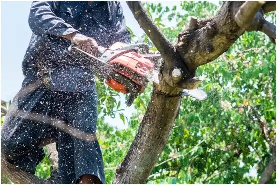 tree services Brittany Farms-The Highlands